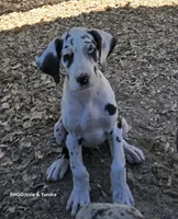 Female- Three-pend, a female Great Dane for sale in Sheridan, AR – 5 of 7