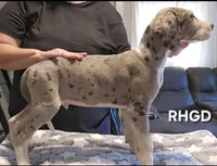 Jacob, a male Great Dane for sale in Sheridan, AR – 2 of 6