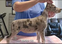 Female-Two, a female Great Dane for sale in Sheridan, AR – 1 of 3