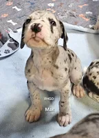 Max, a male Great Dane for sale in Sheridan, AR – 7 of 7