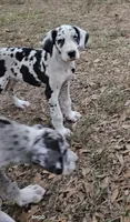 Female- Three-pend, a female Great Dane for sale in Sheridan, AR – 2 of 7