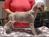 Jasper, a male Great Dane for sale in Sheridan, AR – 3 of 5