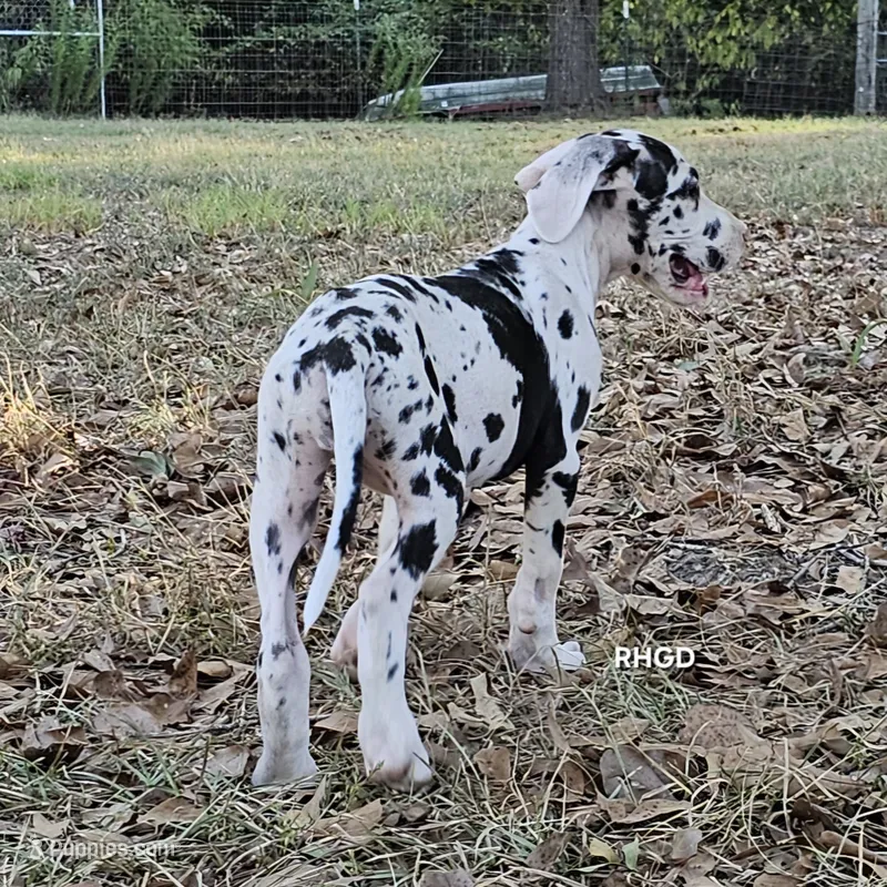 Female- Seven – Great Dane puppy for sale in Sheridan, AR