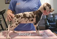 Female- Six, a female Great Dane for sale in Sheridan, AR – 2 of 4