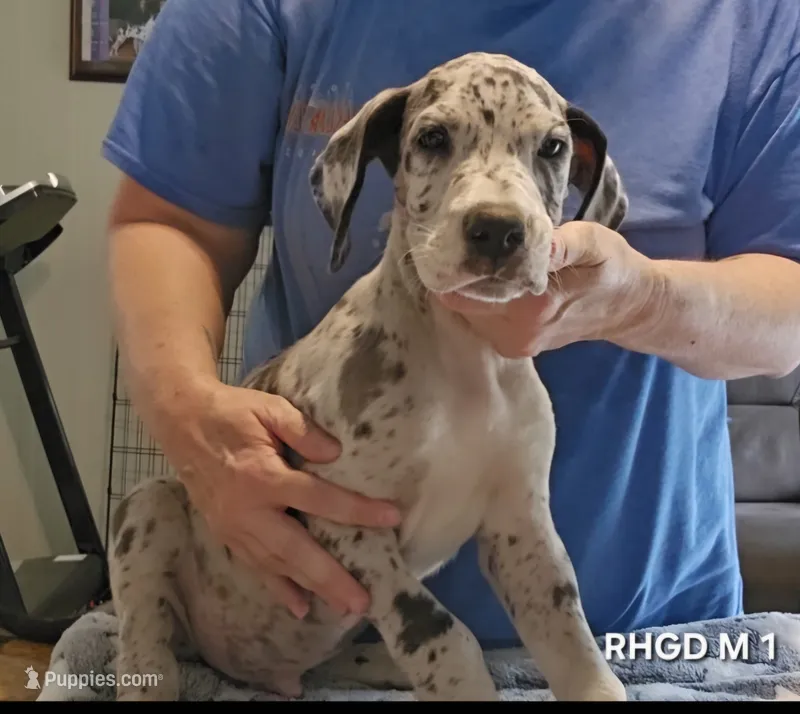 Male- One – Great Dane puppy for sale in Sheridan, AR