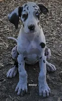 Female- Three-pend, a female Great Dane for sale in Sheridan, AR – 7 of 7