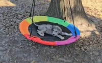 Sabrina, a female Great Dane for sale in Sheridan, AR – 7 of 10