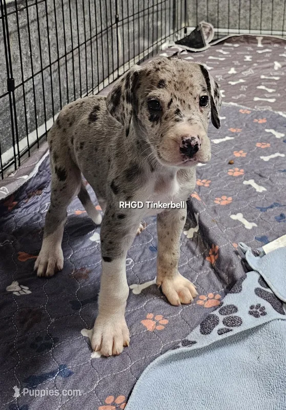Tinkerbell – Great Dane puppy for sale in Sheridan, AR