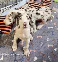 Kitten, a female Great Dane for sale in Sheridan, AR – 4 of 5