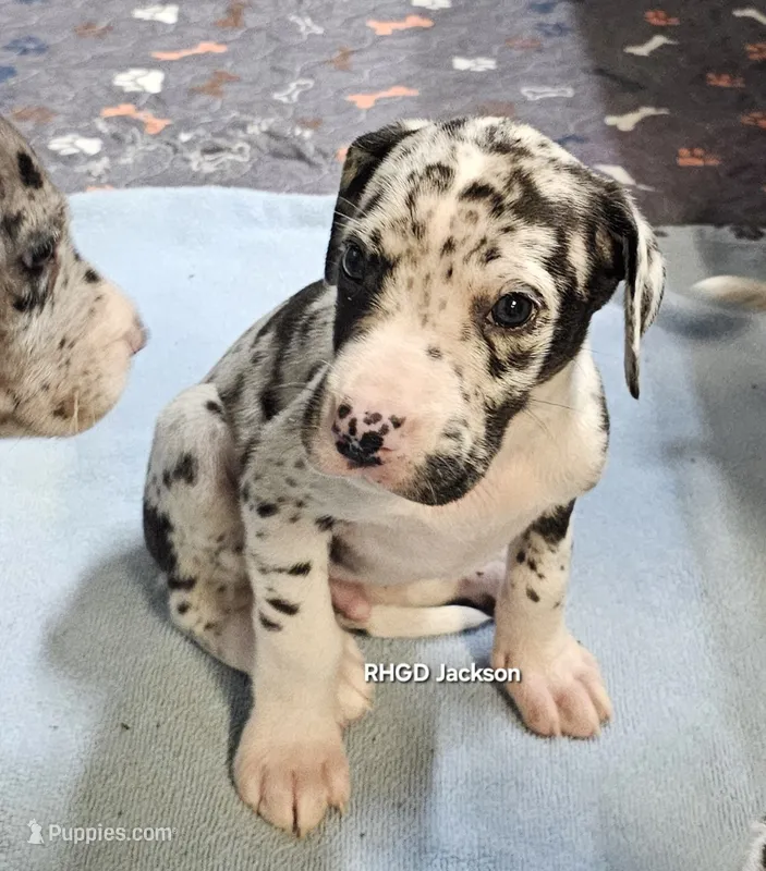 Jackson – Great Dane puppy for sale in Sheridan, AR