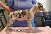 Female- Seven, a female Great Dane for sale in Sheridan, AR – 4 of 4