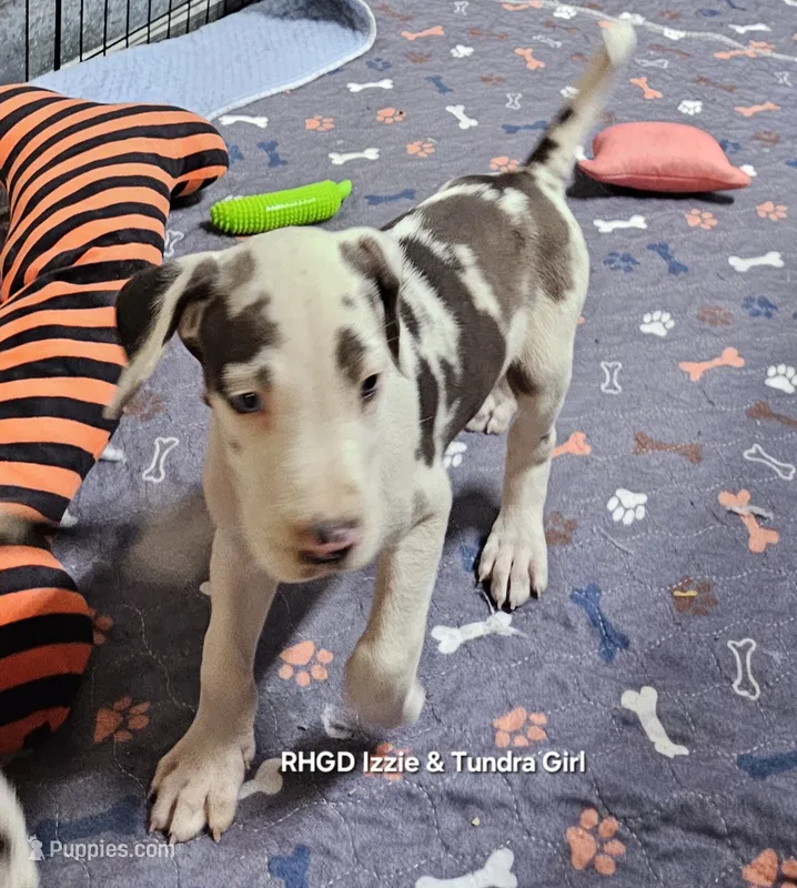 Sugar – Great Dane puppy for sale in Sheridan, AR