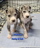 Nike, a male Great Dane for sale in Sheridan, AR – 6 of 10