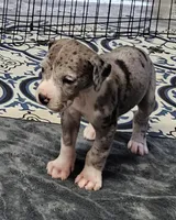 Nike, a male Great Dane for sale in Sheridan, AR – 2 of 10