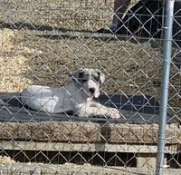Ronin, a male Great Dane for sale in Sheridan, AR – Photo 4 of 4