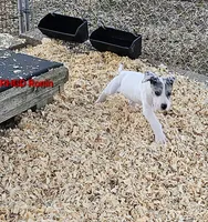 Ronin, a male Great Dane for sale in Sheridan, AR – Photo 1 of 4