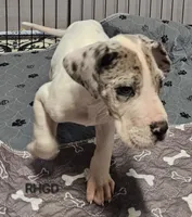 processed/82fa7fb2-662e-4f60-afb2-ccd82a9c4226/listing/a2e672c1-6c6e-4253-8f18-bfd90bee9b2e/a28c06b5-0a27-44c4-9008-4e79ea2d8da7