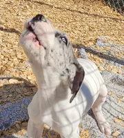 Ronin, a male Great Dane for sale in Sheridan, AR – Photo 2 of 4