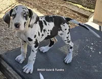 Female- Three-pend, a female Great Dane for sale in Sheridan, AR – 6 of 7