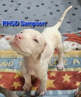 Sampson, a male Great Dane for sale in Sheridan, AR – 2 of 4