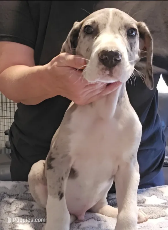 Jacob – Great Dane puppy for sale in Sheridan, AR