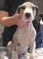 Jacob, a male Great Dane for sale in Sheridan, AR – 1 of 6