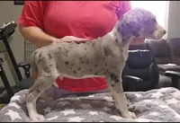 Jacob, a male Great Dane for sale in Sheridan, AR – 5 of 6
