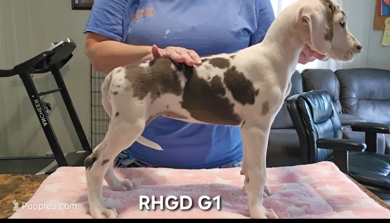 Female- One – Great Dane puppy for sale in Sheridan, AR