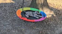Sabrina, a female Great Dane for sale in Sheridan, AR – 6 of 10