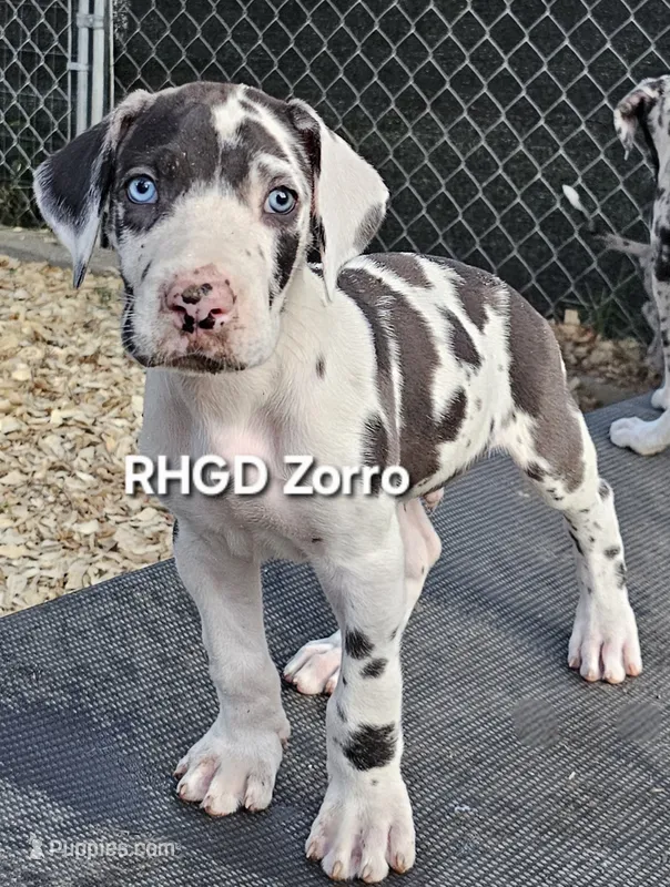 Zorro – Great Dane puppy for sale in Sheridan, AR