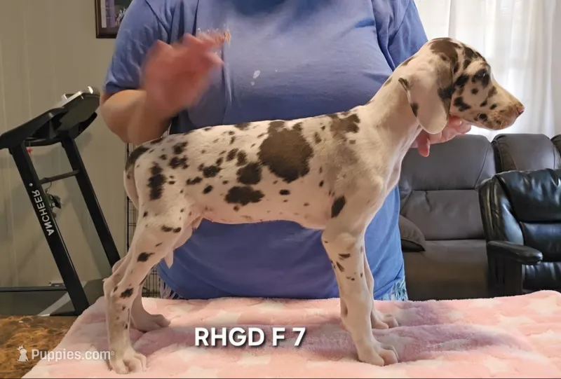 Female- Seven – Great Dane puppy for sale in Sheridan, AR