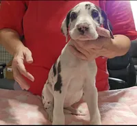 Sophia, a female Great Dane for sale in Sheridan, AR – 4 of 5
