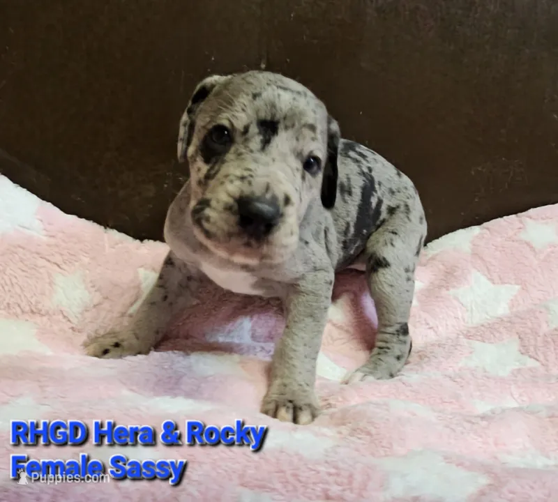 Sassy – Great Dane puppy for sale in Sheridan, AR