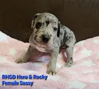 Sassy, a female Great Dane for sale in Sheridan, AR – 1 of 2