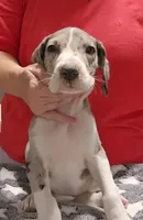 Jacob, a male Great Dane for sale in Sheridan, AR – 4 of 6