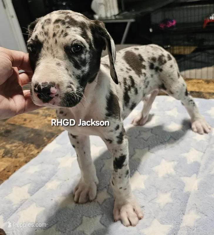 Jackson – Great Dane puppy for sale in Sheridan, AR