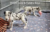 Titus, a male Great Dane for sale in Sheridan, AR – 2 of 3