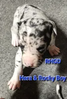 Sonny, a male Great Dane for sale in Sheridan, AR – 3 of 5