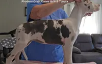 Sidney , a female Great Dane for sale in Sheridan, AR – 5 of 10