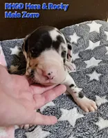 Zorro, a male Great Dane for sale in Sheridan, AR – 2 of 3