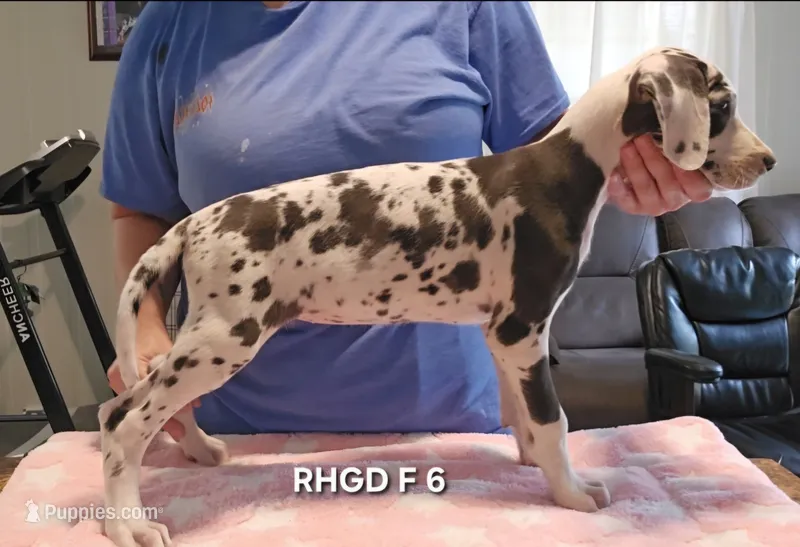 Female- Six – Great Dane puppy for sale in Sheridan, AR