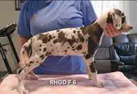 Female- Six, a female Great Dane for sale in Sheridan, AR – 1 of 4