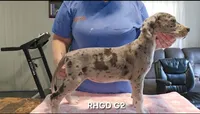 Female-Two, a female Great Dane for sale in Sheridan, AR – 2 of 3
