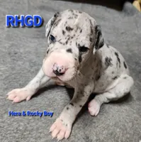 Sonny, a male Great Dane for sale in Sheridan, AR – 2 of 5