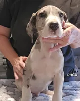 Jacob, a male Great Dane for sale in Sheridan, AR – 3 of 6