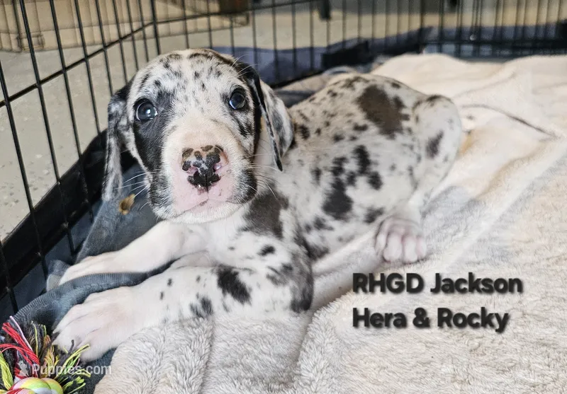 Jackson – Great Dane puppy for sale in Sheridan, AR