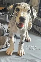 Male- One, a male Great Dane for sale in Sheridan, AR – 3 of 4