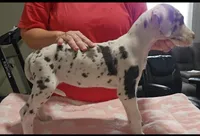 Sophia, a female Great Dane for sale in Sheridan, AR – 5 of 5