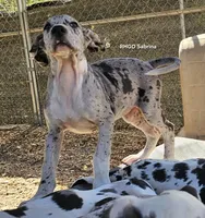 Sabrina, a female Great Dane for sale in Sheridan, AR – 10 of 10