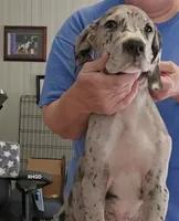 Sabrina, a female Great Dane for sale in Sheridan, AR – 2 of 10